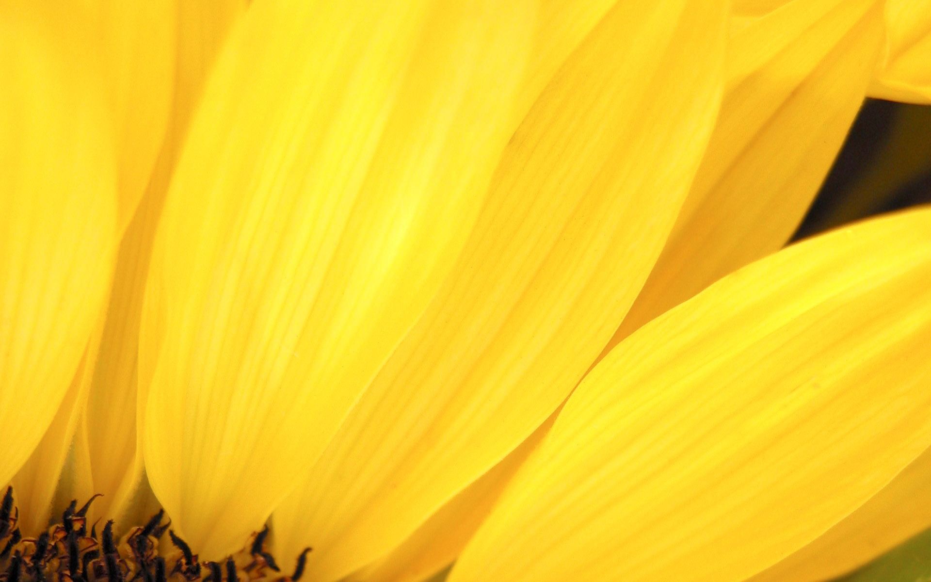 Petali di girasole giallo, 1920x1200 WUXGA, Desktop