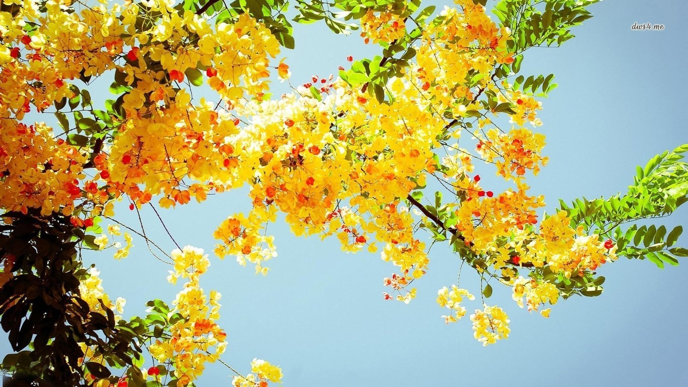 Fiori gialli su albero, 1366x768 720p, PC