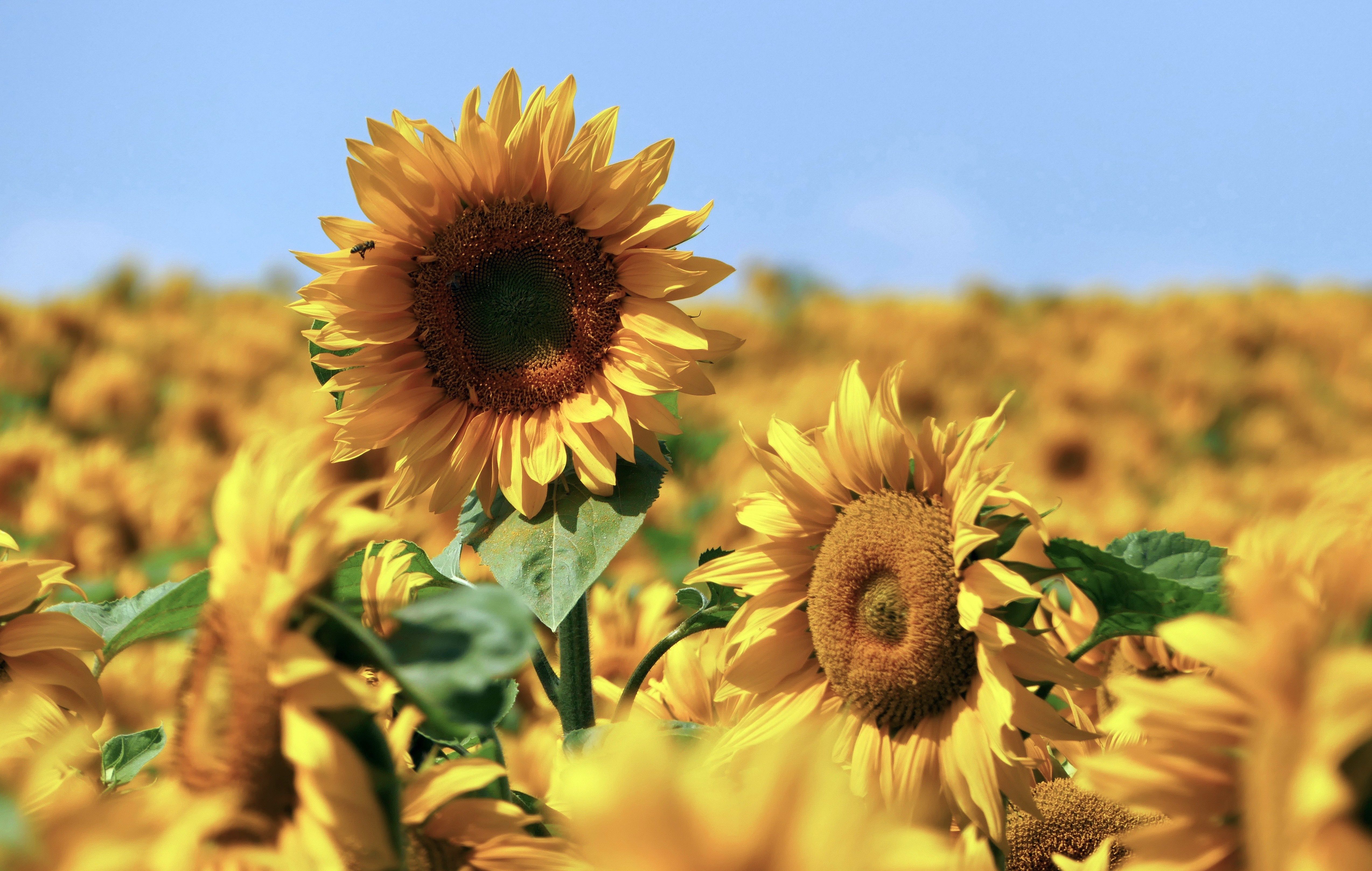 Campo di girasoli gialli, 5095x3233 Ultra HD, 4K TV
