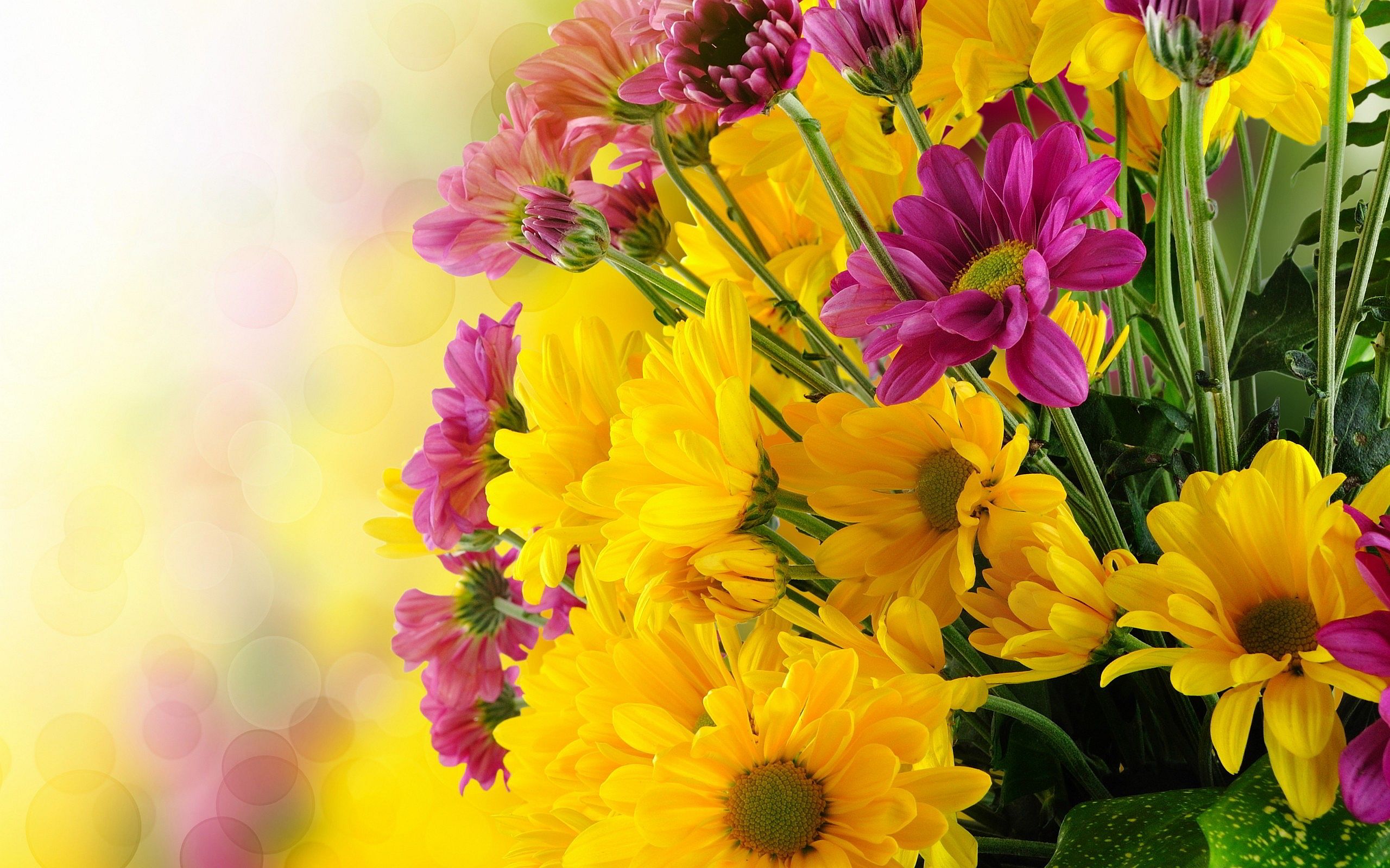 Fiori gialli e rosa, 2560x1600 WQXGA, Desktop
