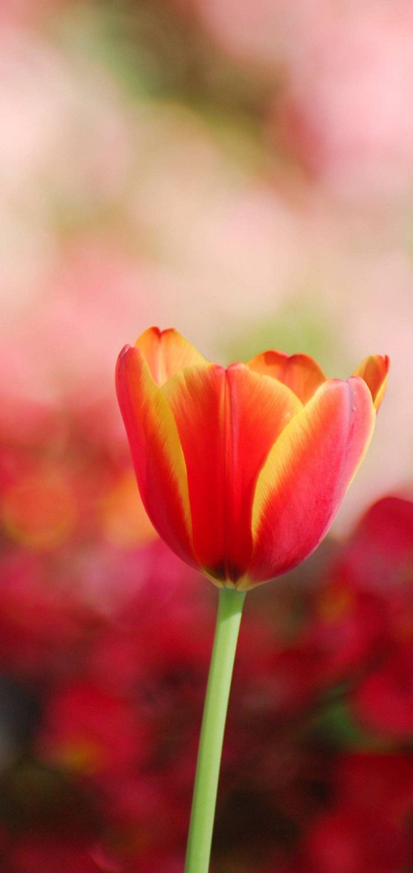 Tulipano rosso e giallo, 1440x3040 Verticale, Telefono