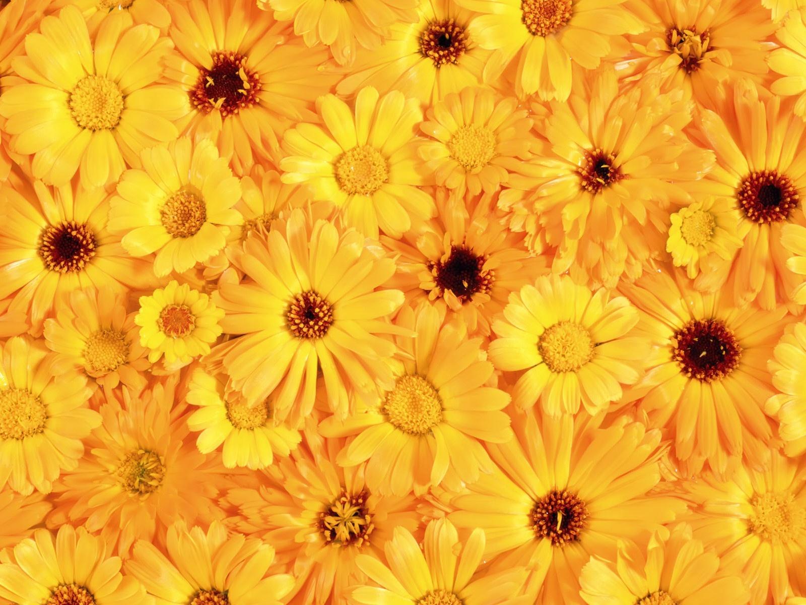 Fiori gialli margherite, 1600x1200 HD Ready, Laptop