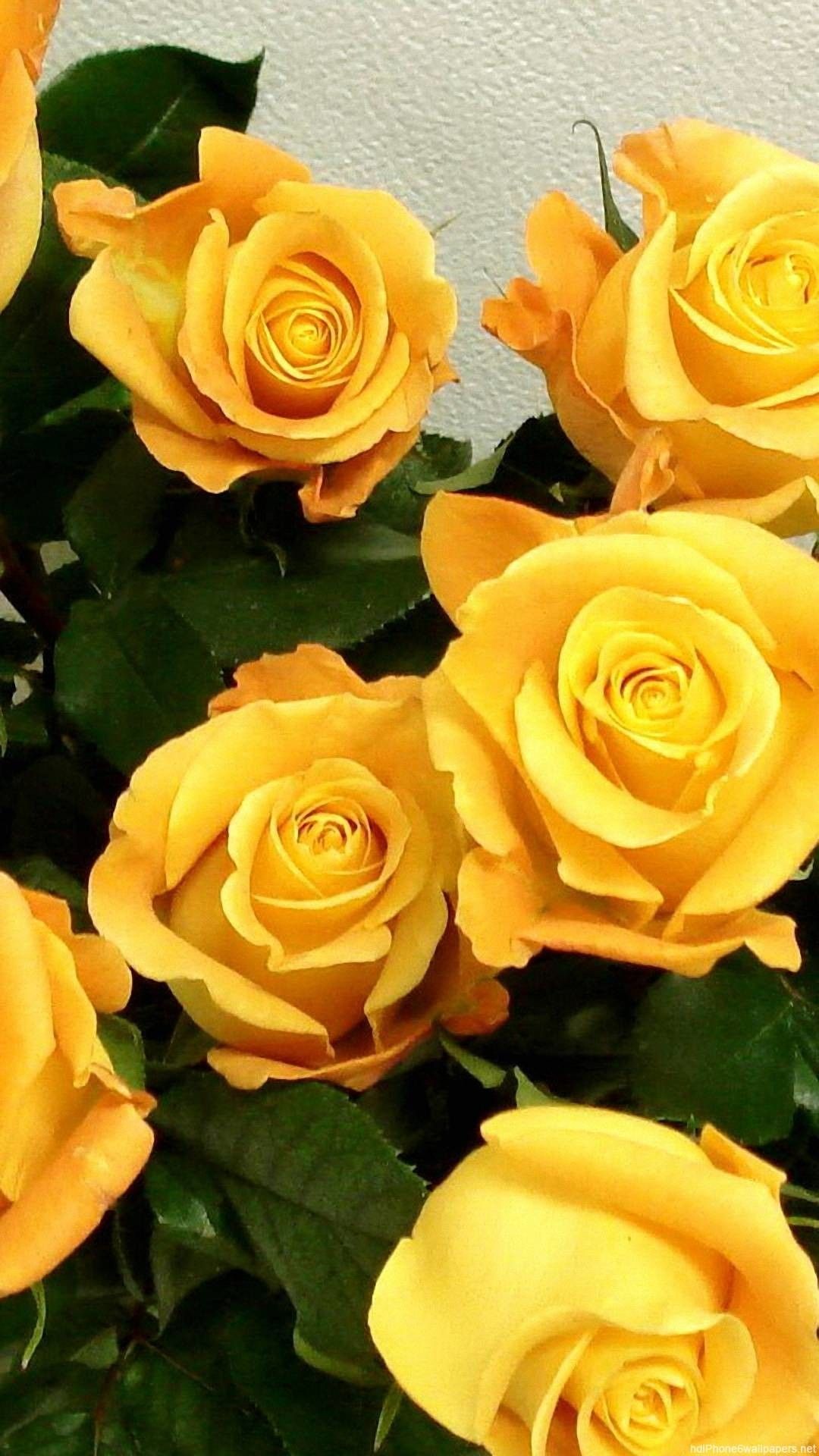 Rose gialle in bocciolo, 1080x1920 Full HD Verticale, Samsung Galaxy