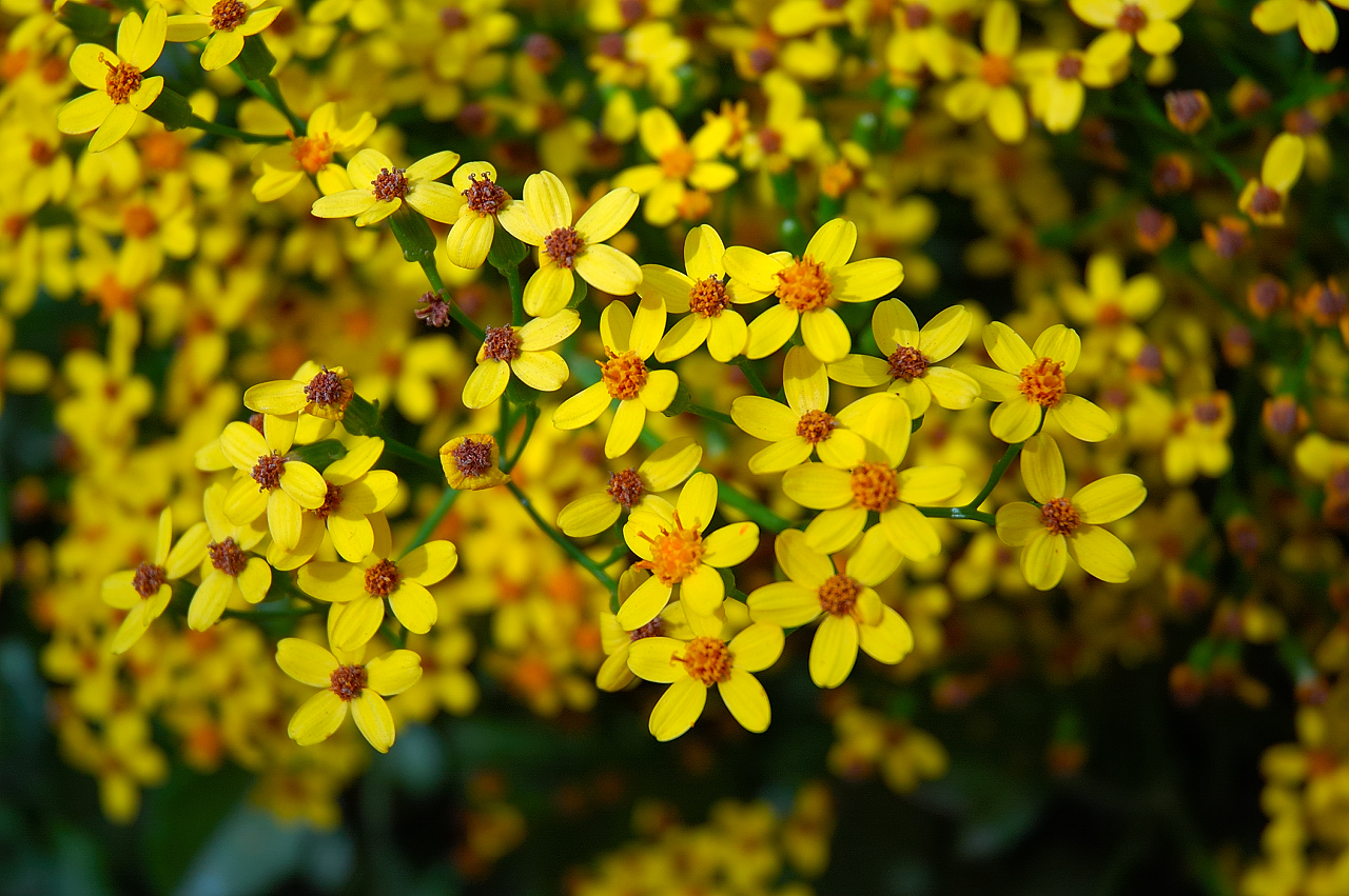 Fiori gialli piccoli in fiore, 1280x851 HD, Desktop