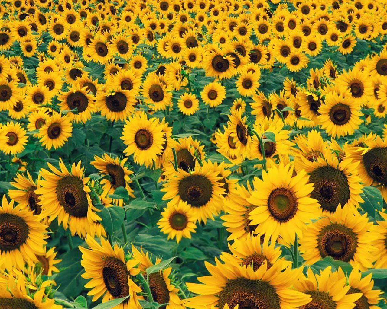 Campo di girasoli gialli, 1280x1024 HD, Desktop