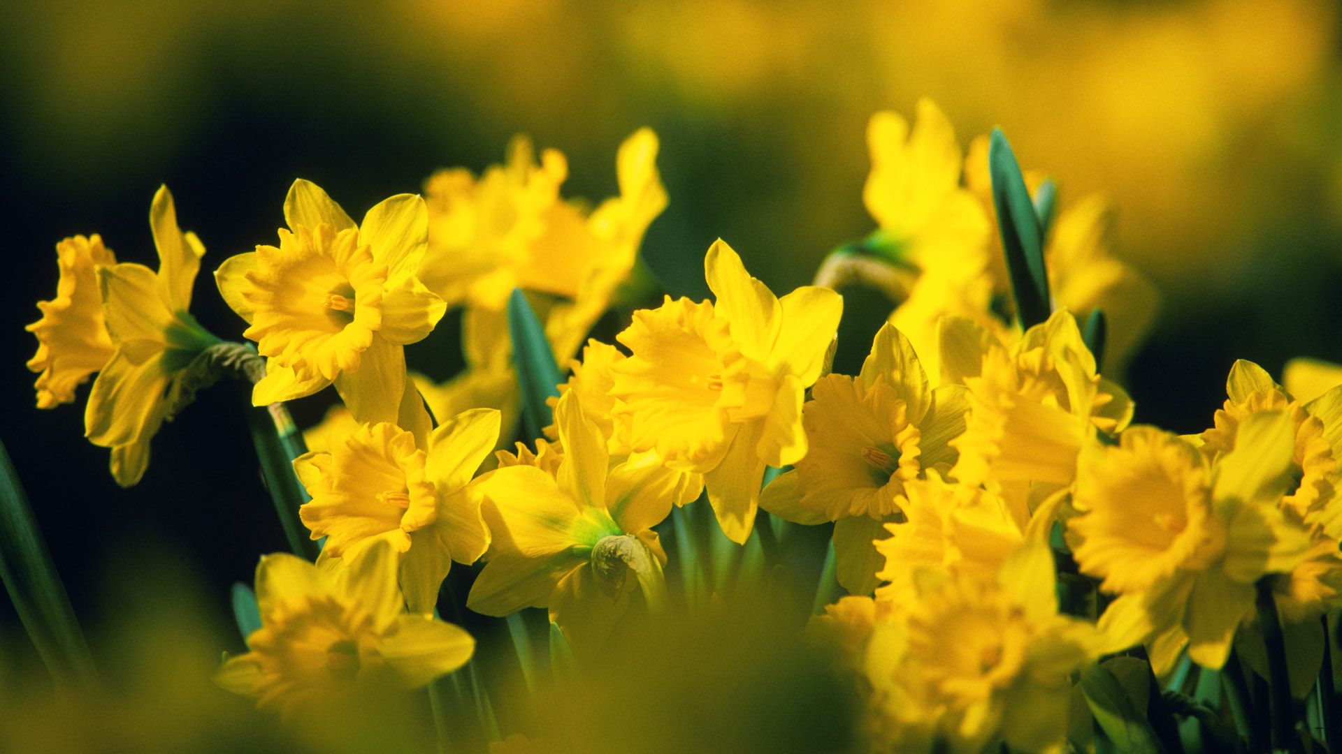 Narcisi gialli in fiore, 1920x1080 Full HD, PC Desktop