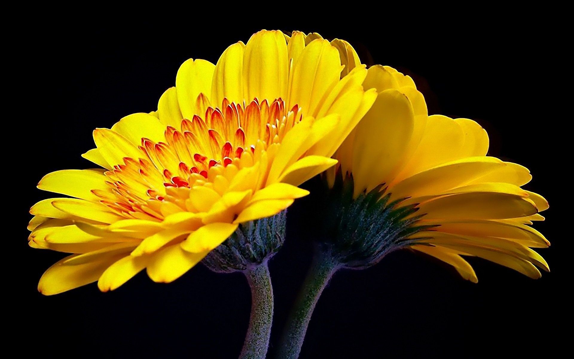 Fiori di gerbera gialli, 1920x1200 Full HD+ WUXGA, Desktop