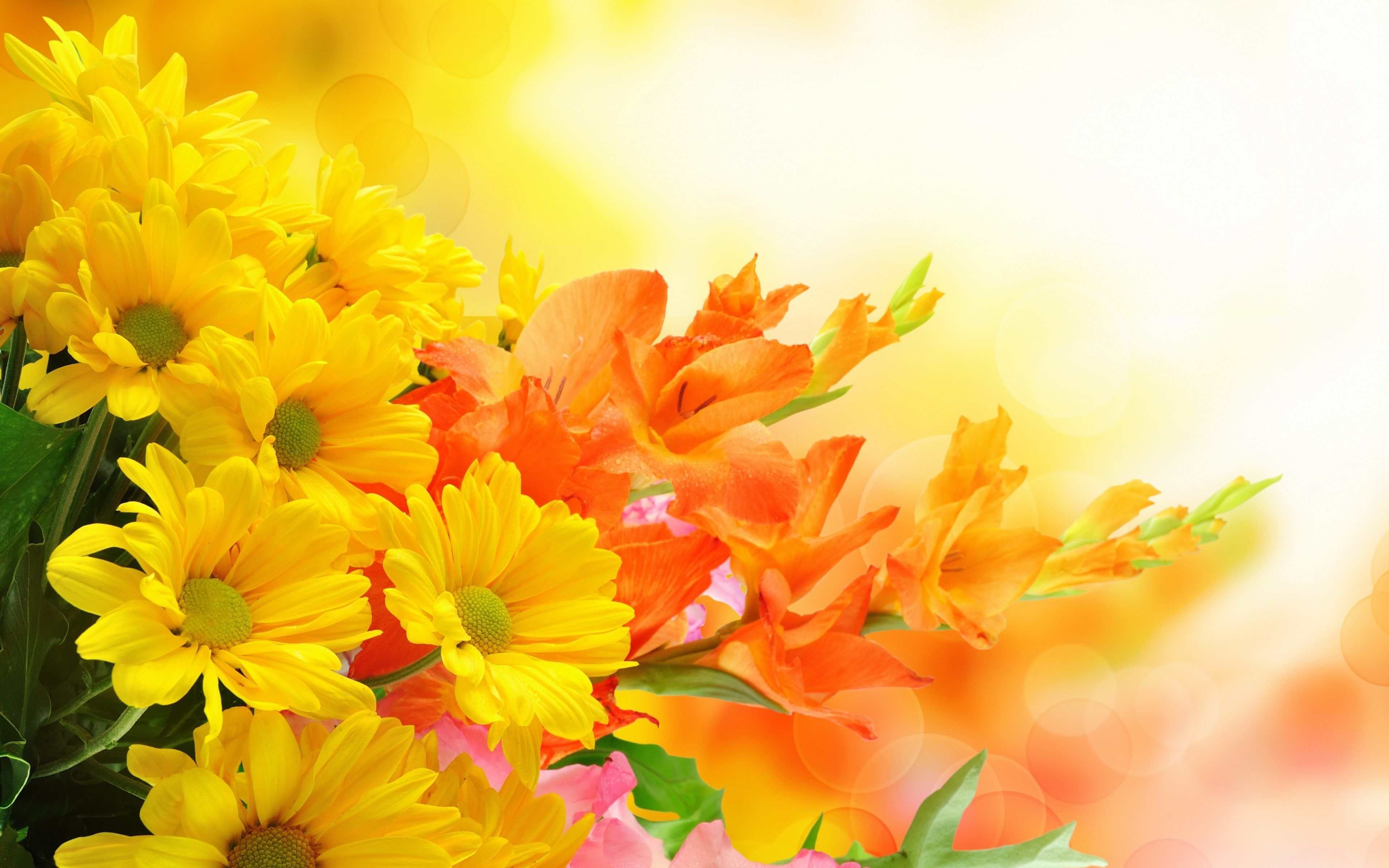 Fiori gialli e arancioni, 3840x2400 UHD, PC 4K