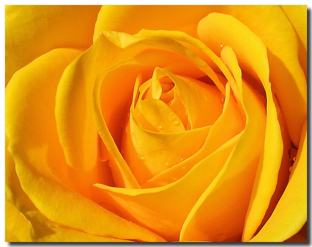 Rosa gialla macro, 1245x987 HD, Notebook Gaming