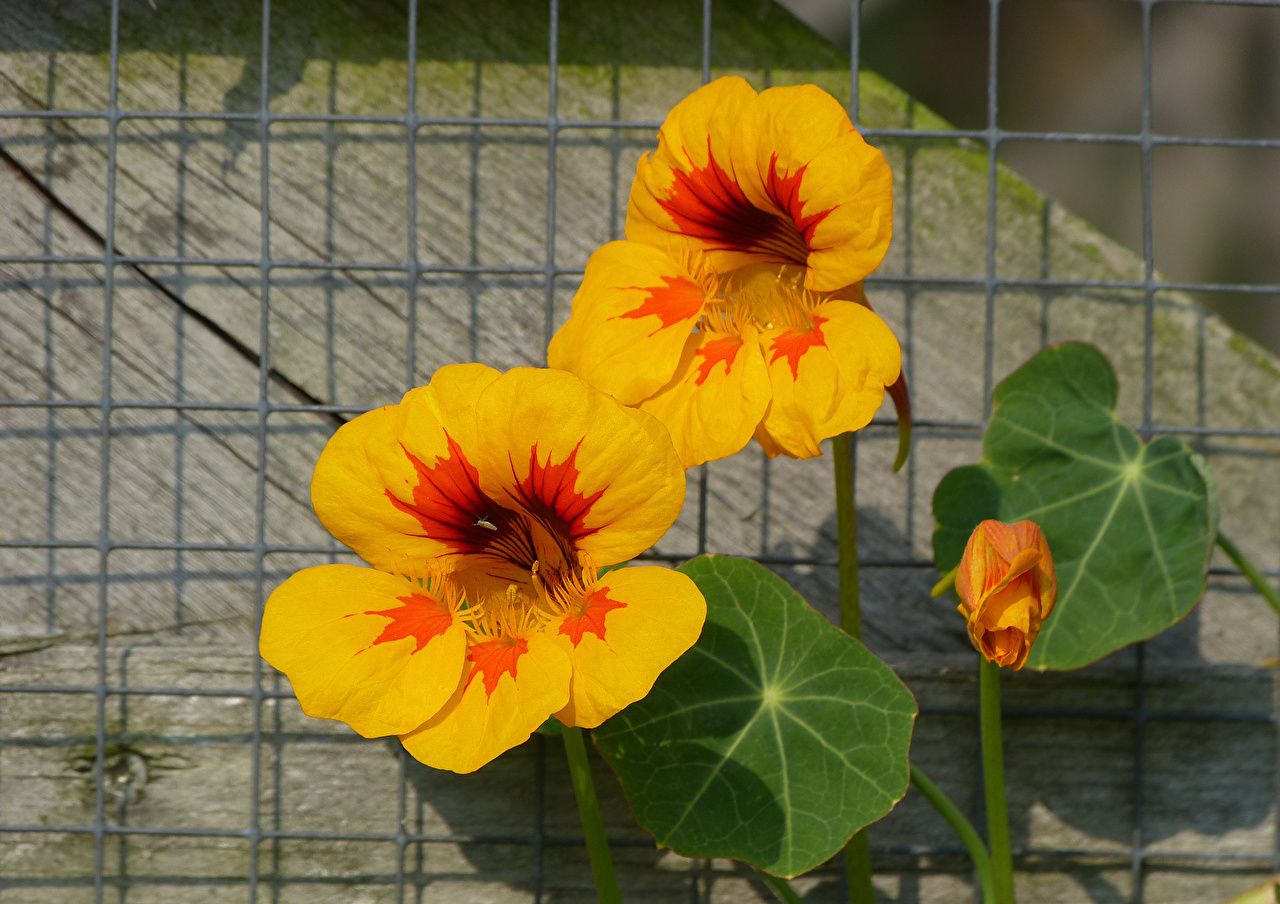 Fiori gialli di nasturzio, 1280x904 720p, Laptop
