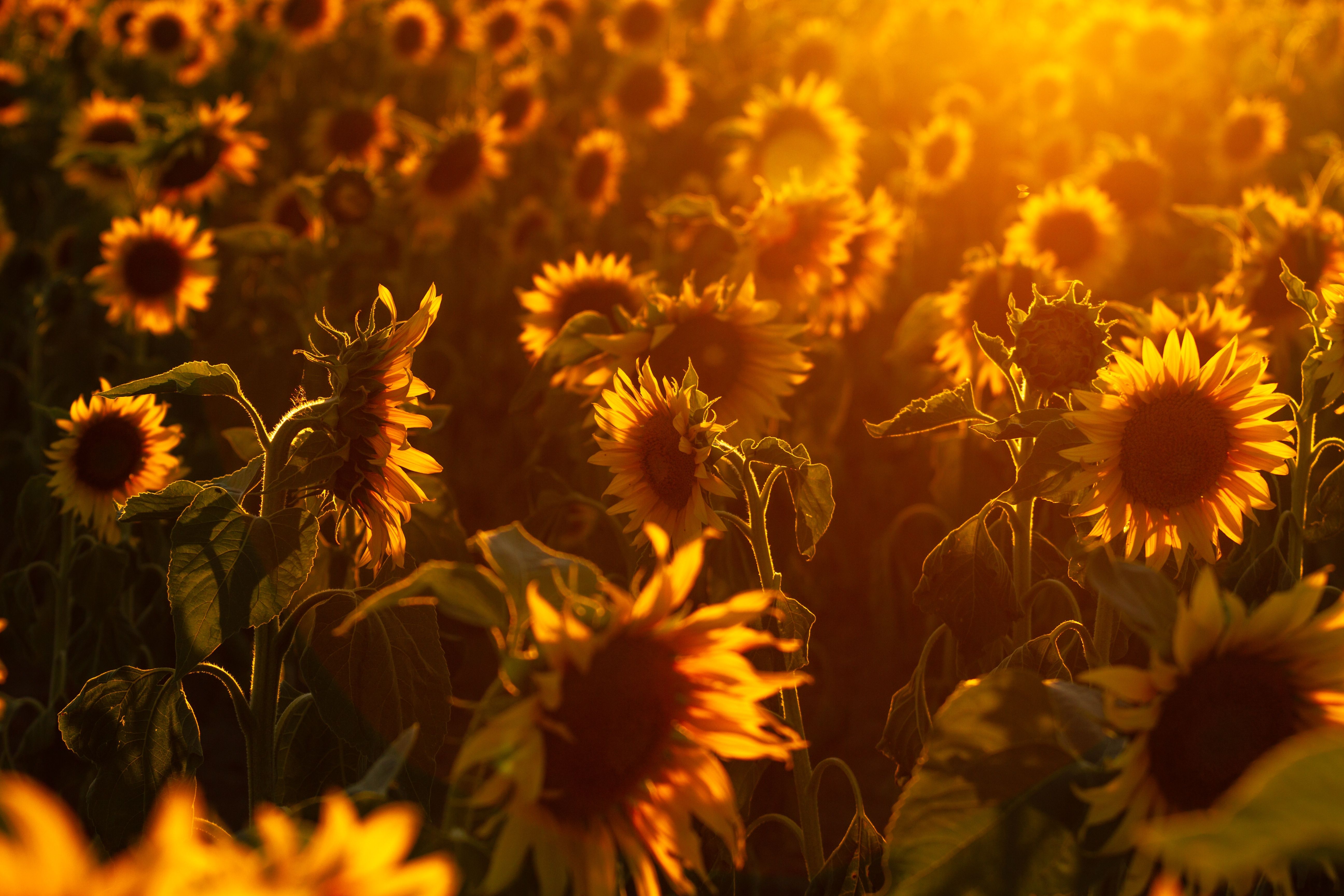 Campo di girasoli al tramonto, 5184x3456 Ultra HD, 4K TV