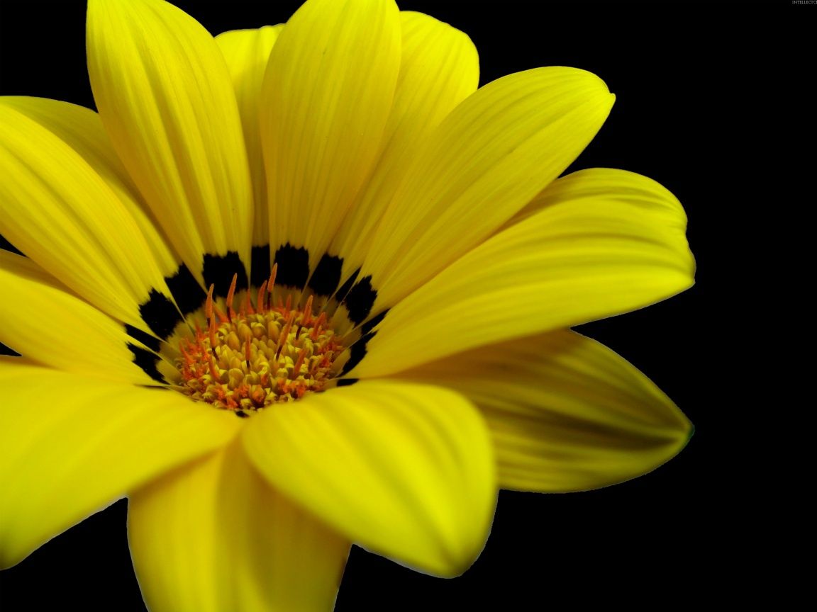 Fiore giallo su sfondo nero, 1152x864 HD, Desktop