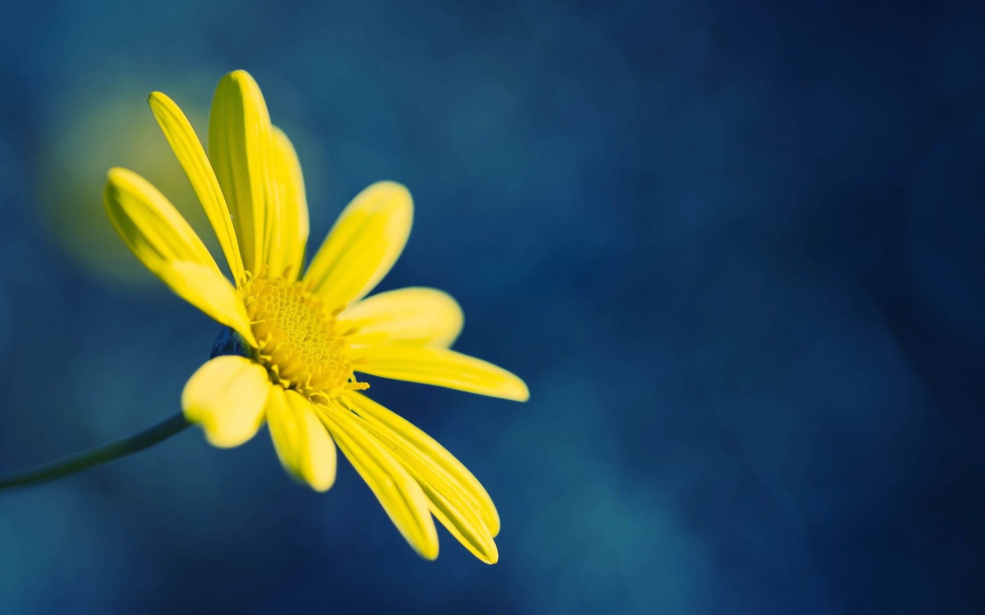 Fiore giallo su sfondo blu, 1920x1200 Full HD+, Desktop