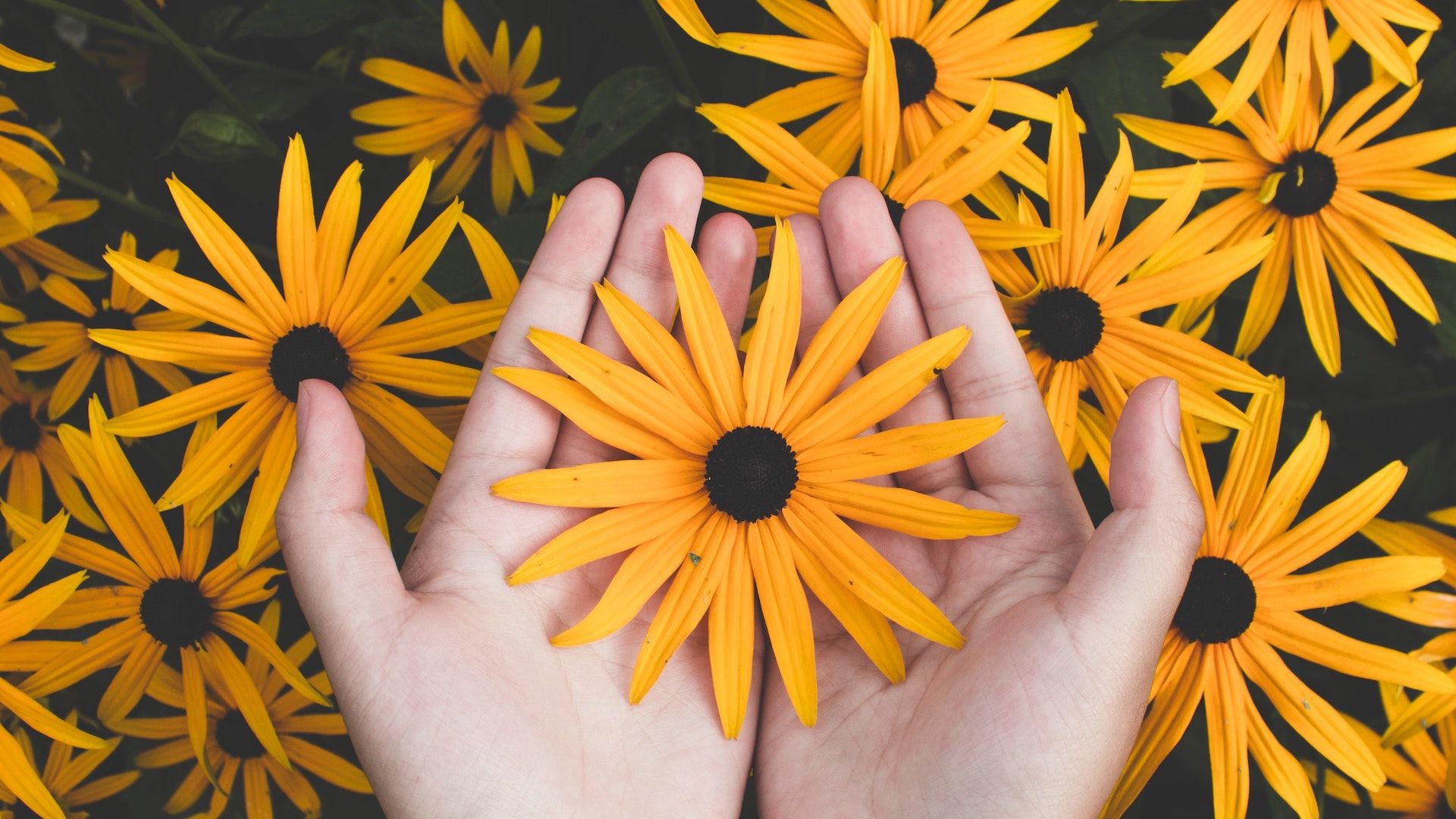 Mani con fiori gialli Rudbeckia, 1920x1080 1080p, Desktop