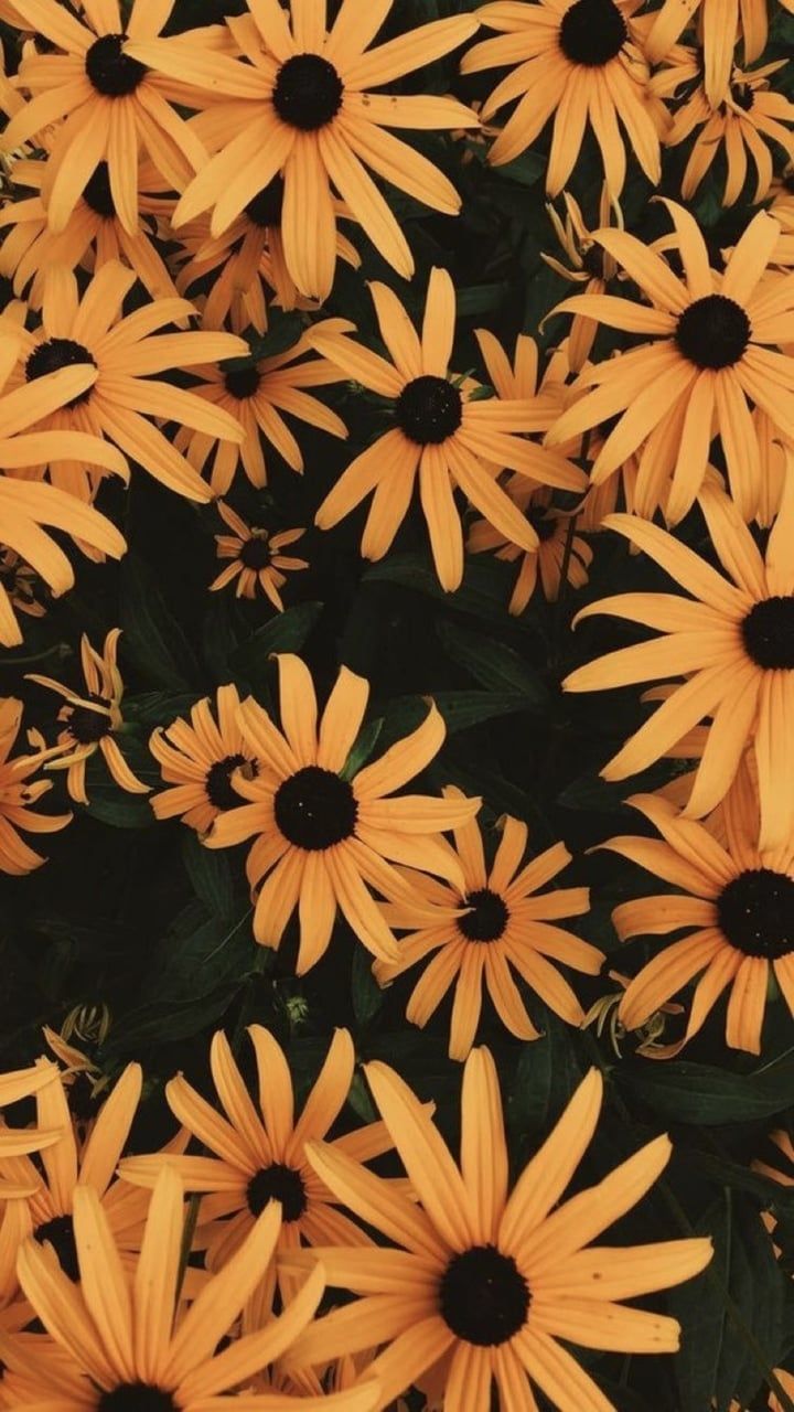 Fiori gialli rudbeckia, 720x1280 Full HD Verticale, iPhone