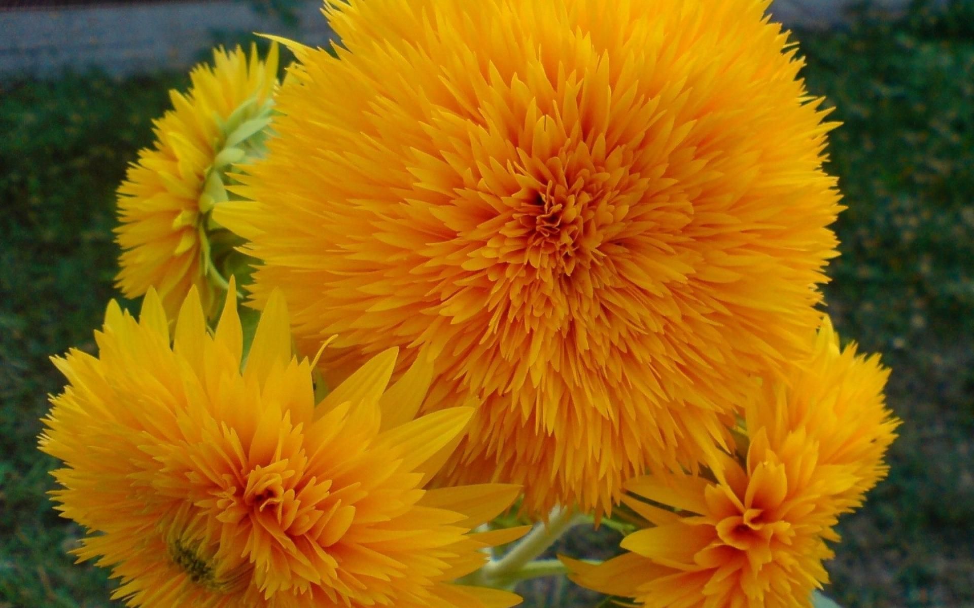 Fiori gialli sfrangiati, 1920x1200 Full HD+, Desktop