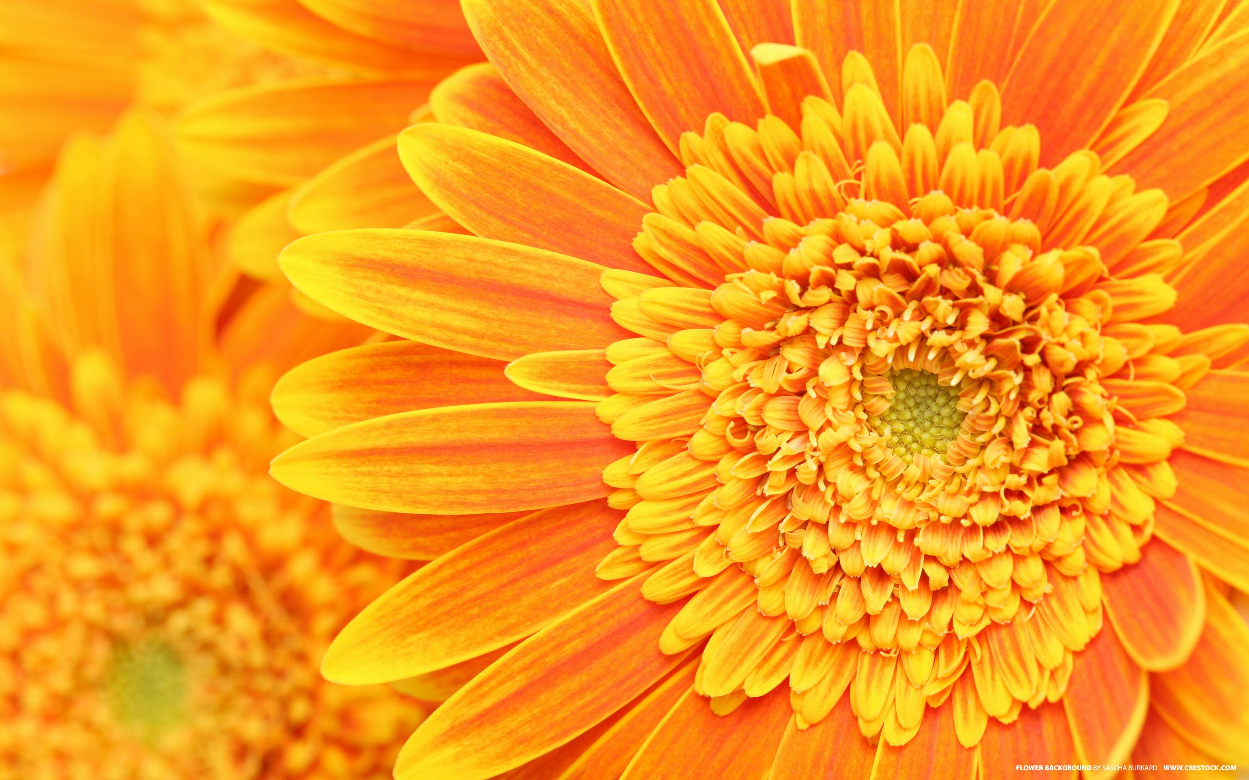 Fiori gerbera gialli arancioni, 2560x1600 2K, Desktop