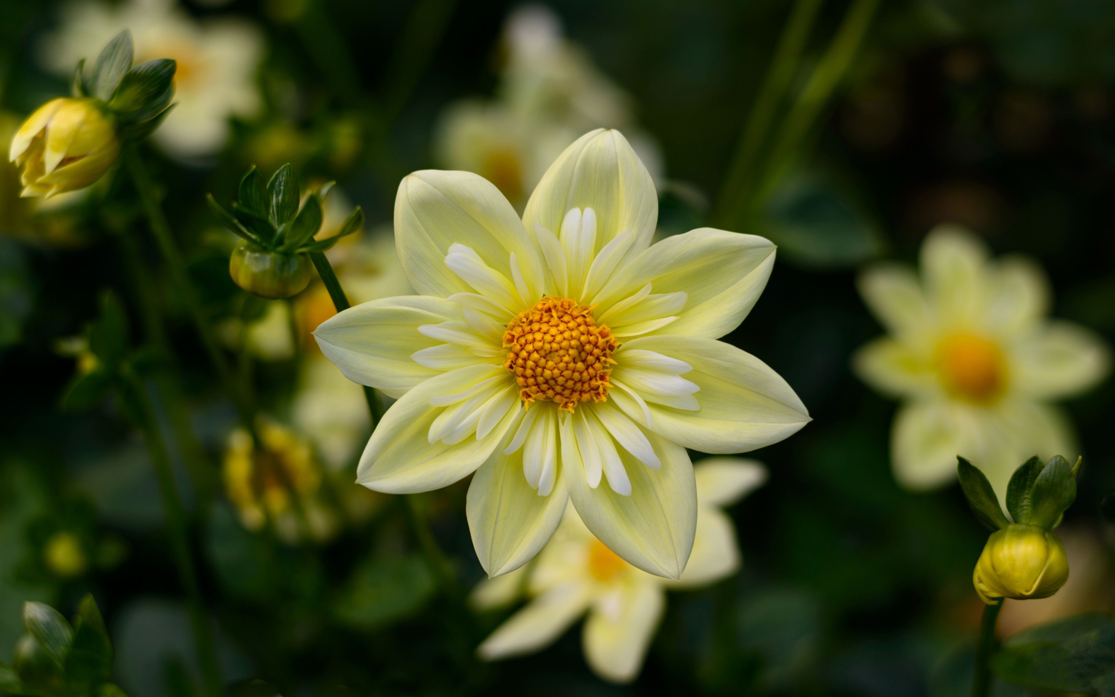 Dalie gialle chiare in giardino, 3840x2400 4K Ultra HD, Monitor 4K