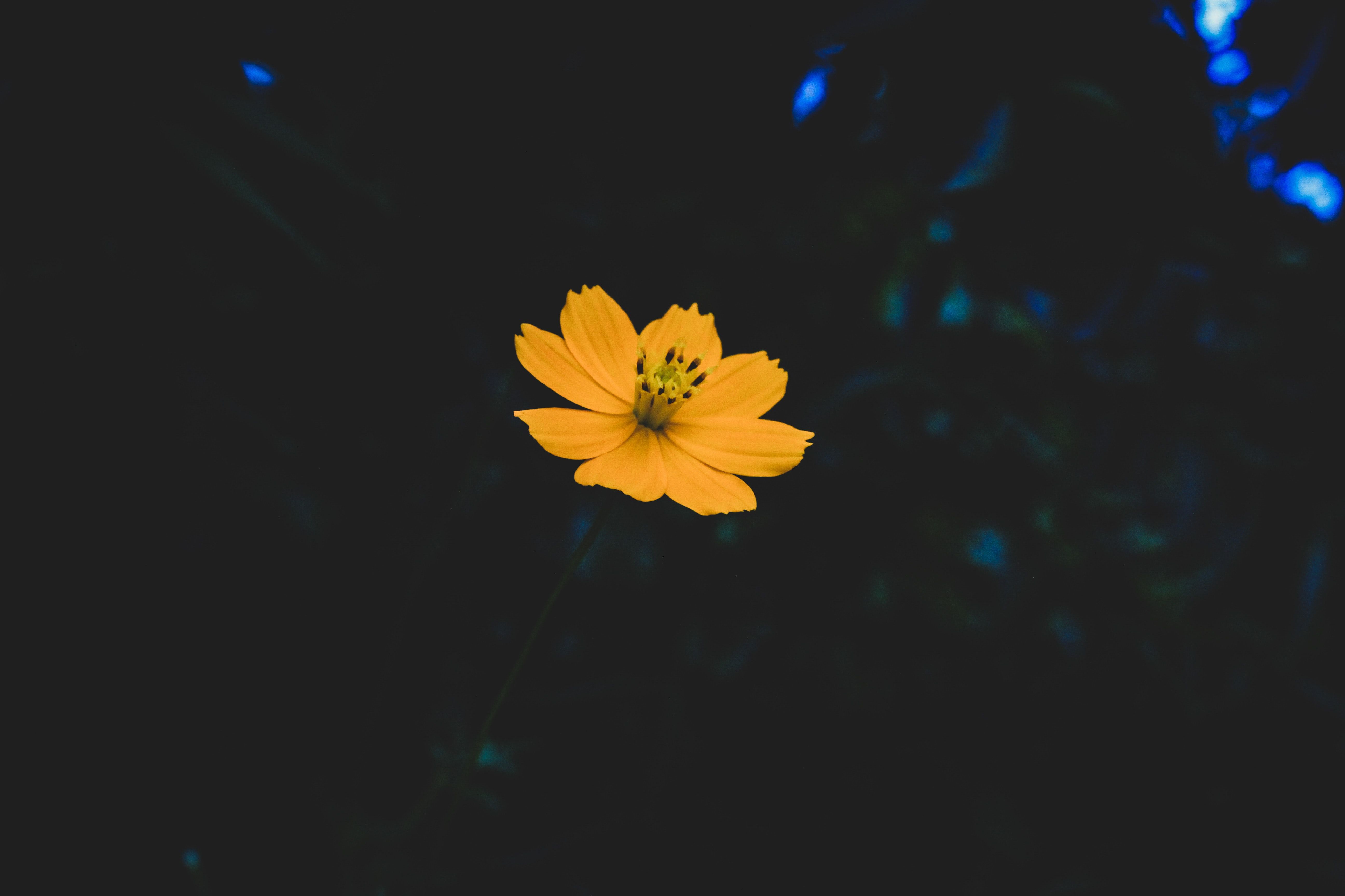 Fiore giallo su sfondo scuro, 5184x3456 Ultra HD, Monitor 4K