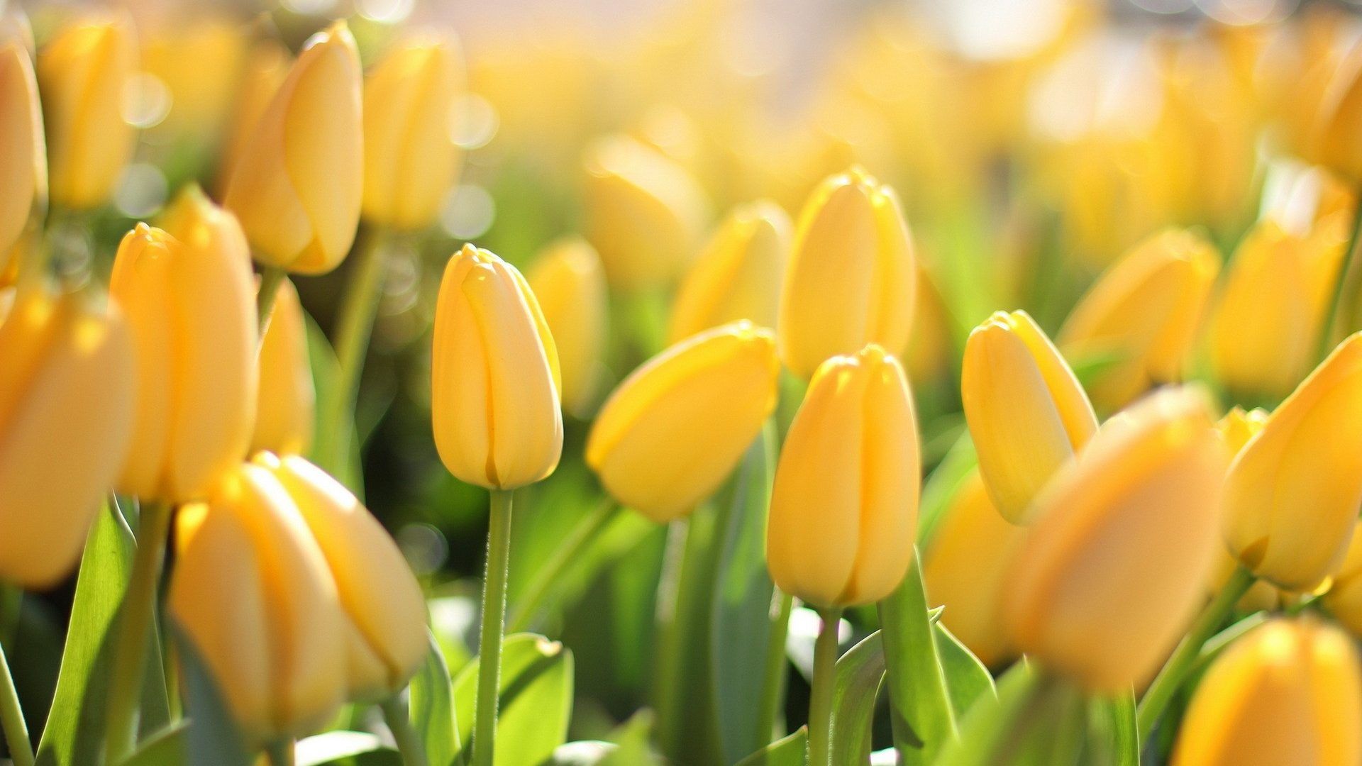 Campo di tulipani gialli, 1920x1080 1080p, PC Desktop