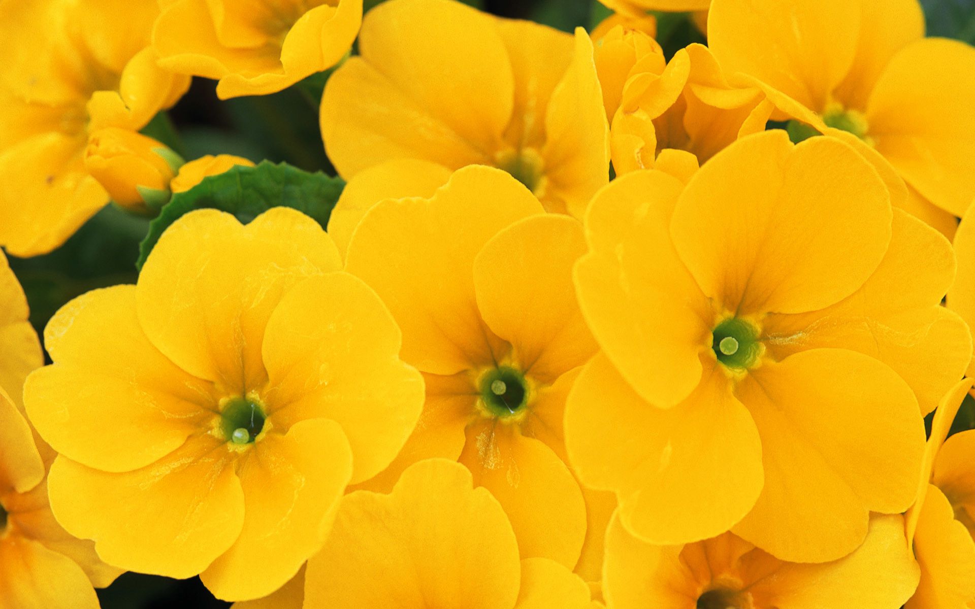 Fiori gialli primula, 1920x1200 Full HD+ WUXGA, Desktop