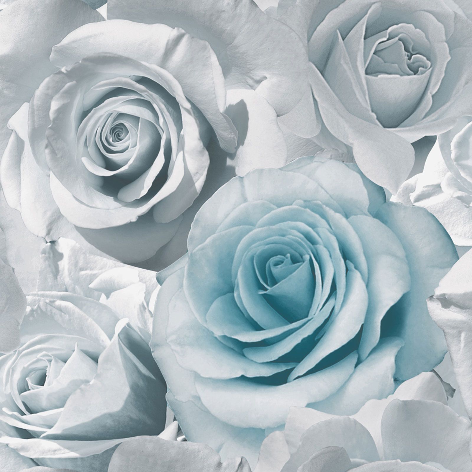 Rose grigio-azzurre pastello, 975x975 HD, Desktop