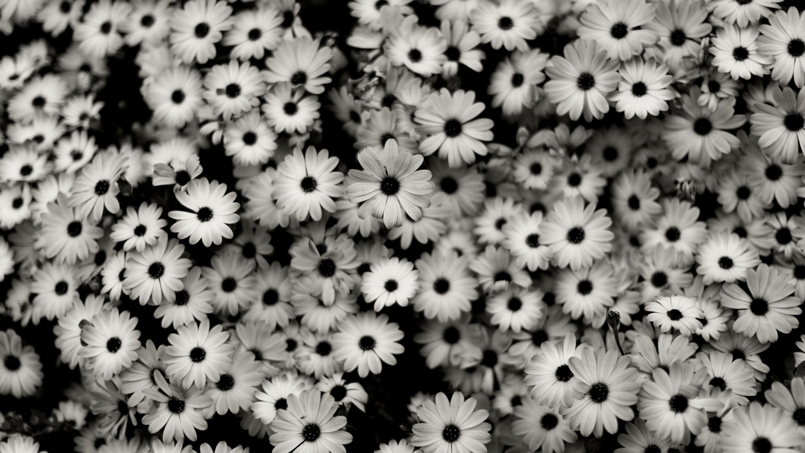Margherite bianche e nere, 2560x1440 1440p, Desktop