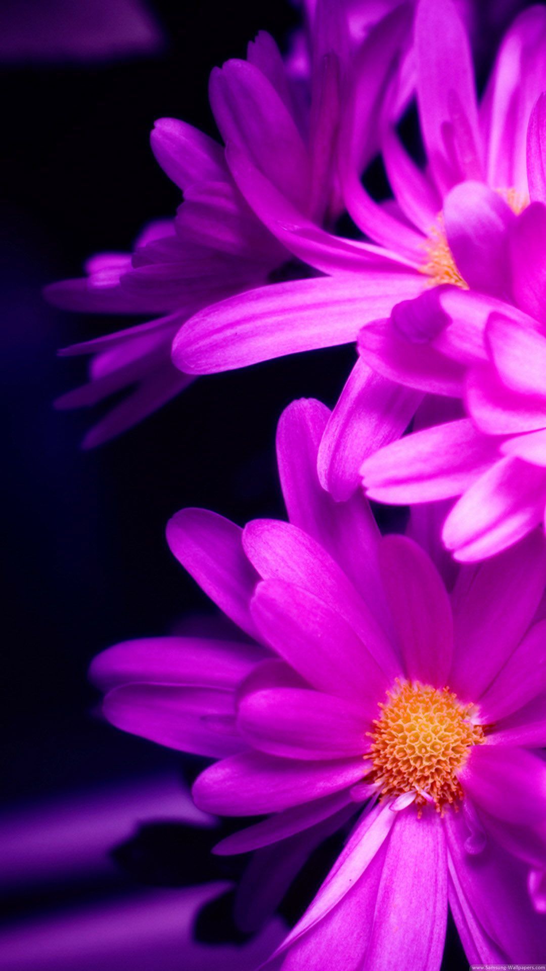 Fiori margherite viola macro, 1080x1920 Full HD Verticale, iPhone Pro Max