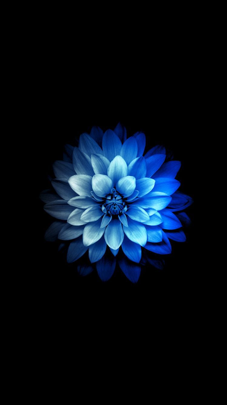 Fiore blu su nero, 750x1334 Verticale, iPhone