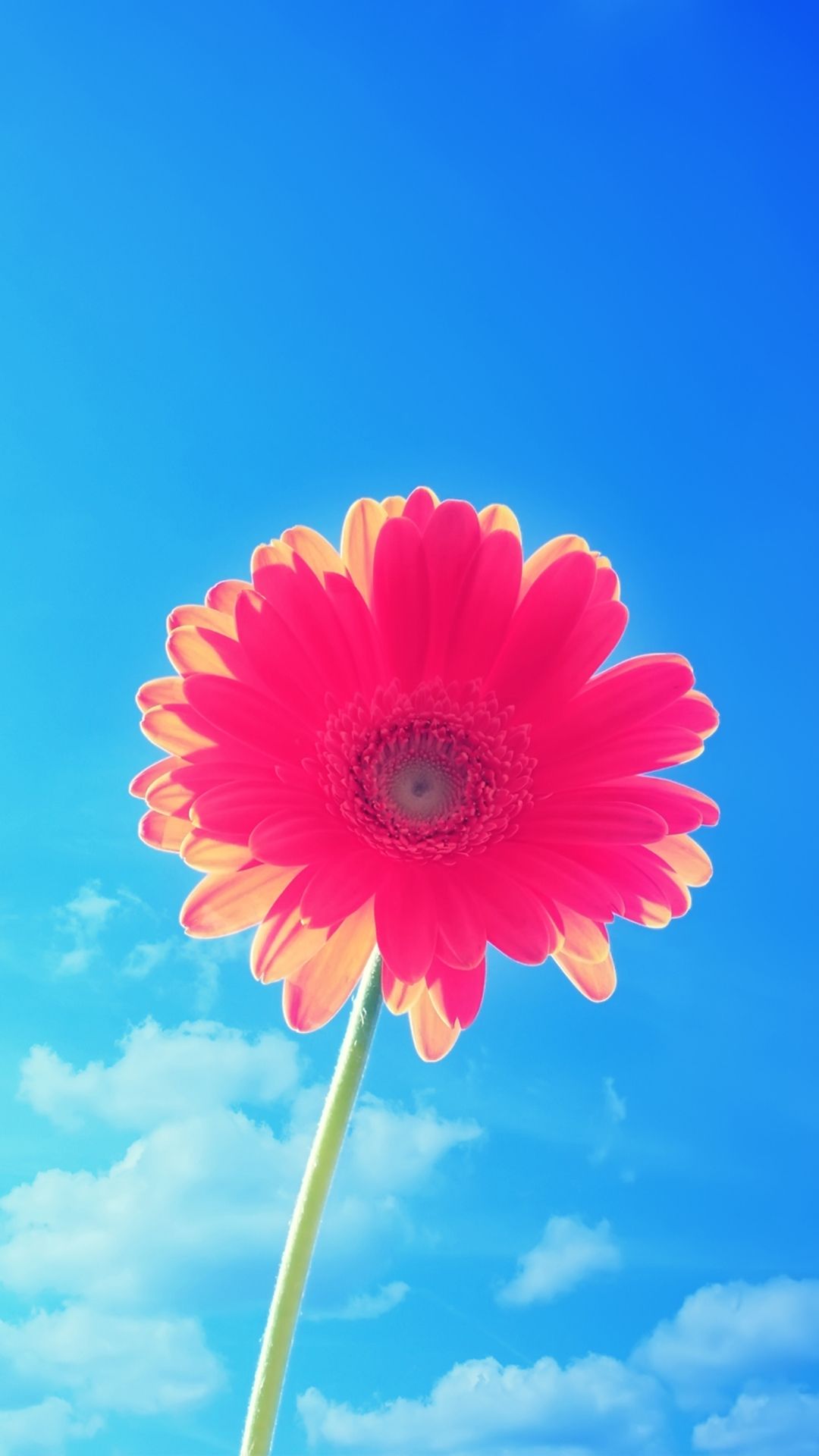 Fiore rosa gerbera cielo blu, 1080x1920 Full HD Verticale, iPhone Air