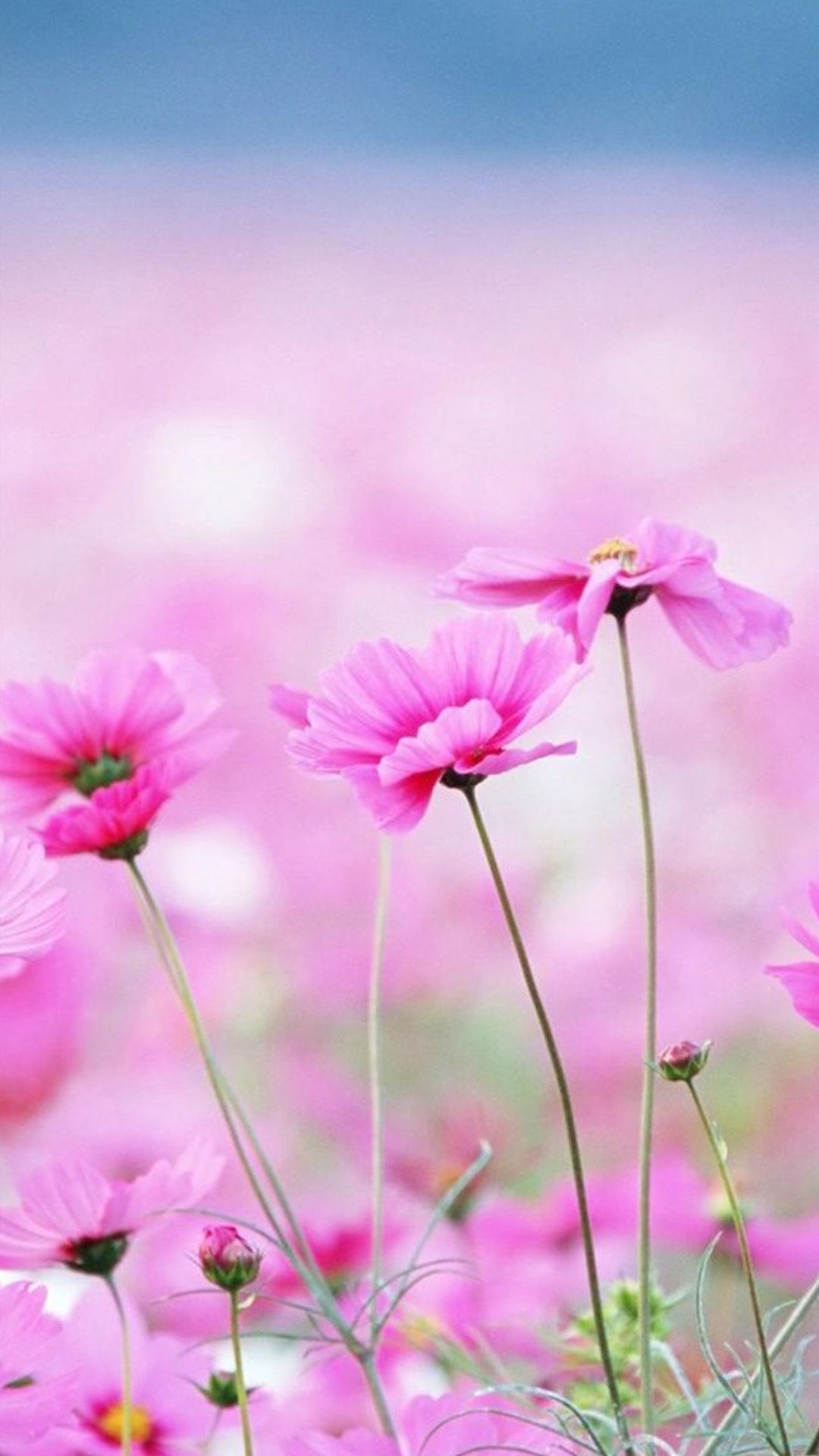 Fiori cosmos rosa campo, 1080x1920 Verticale, iPhone Plus
