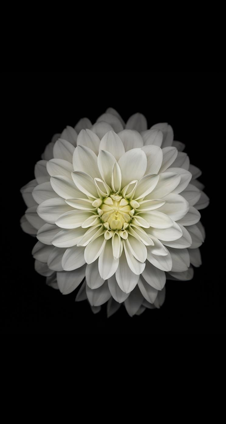 Fiore bianco su nero, 743x1392 Verticale, Telefono