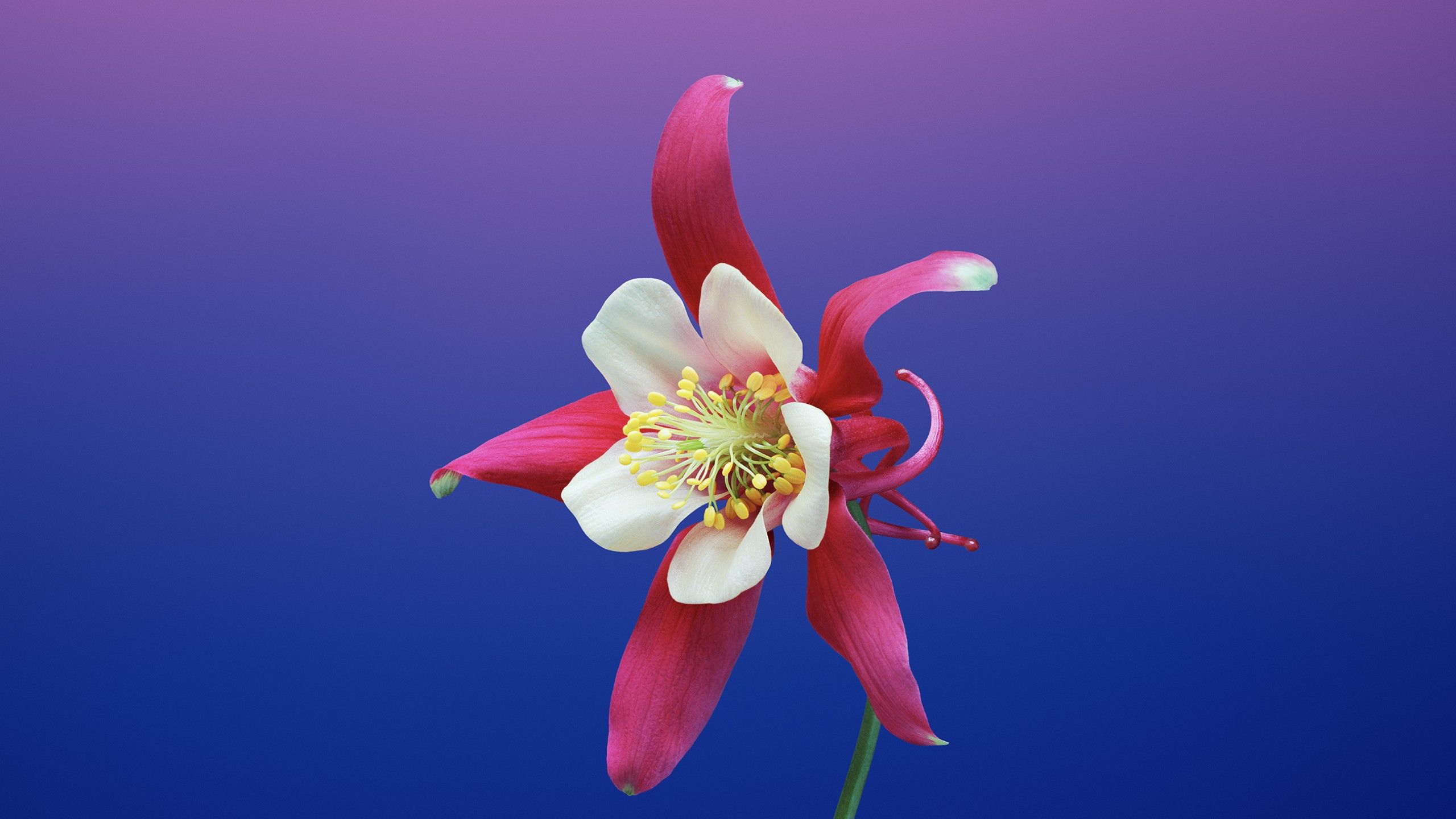 Fiore aquilegia rosa bianco, 2560x1440 QHD, Laptop