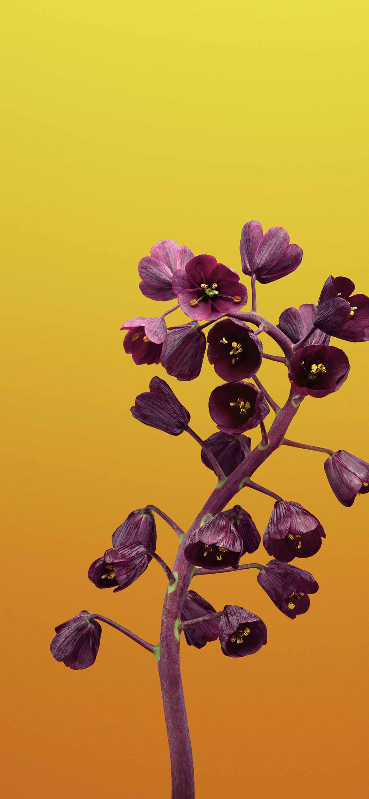 Fiori viola scuro fritillaria, 1242x2688 Full HD Verticale, iPhone Pro