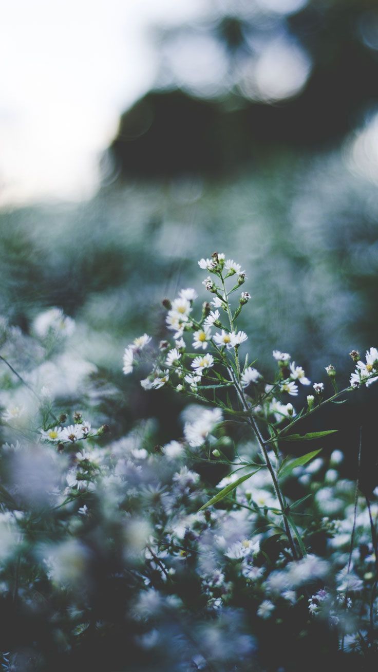 Piccoli fiori bianchi sfocati, 736x1308 Full HD Verticale, iPhone Plus
