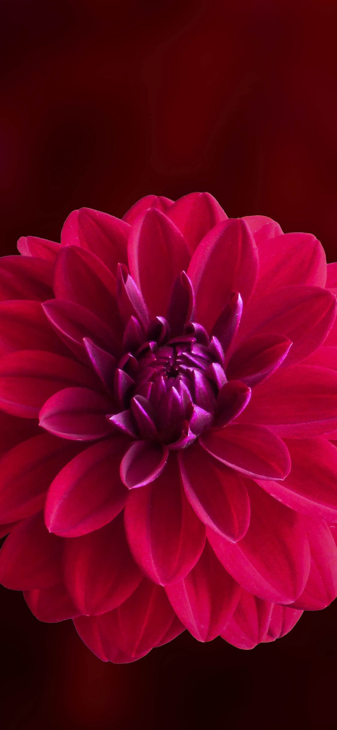 Dalia rosa fucsia, 1125x2436 Verticale, iPhone Pro