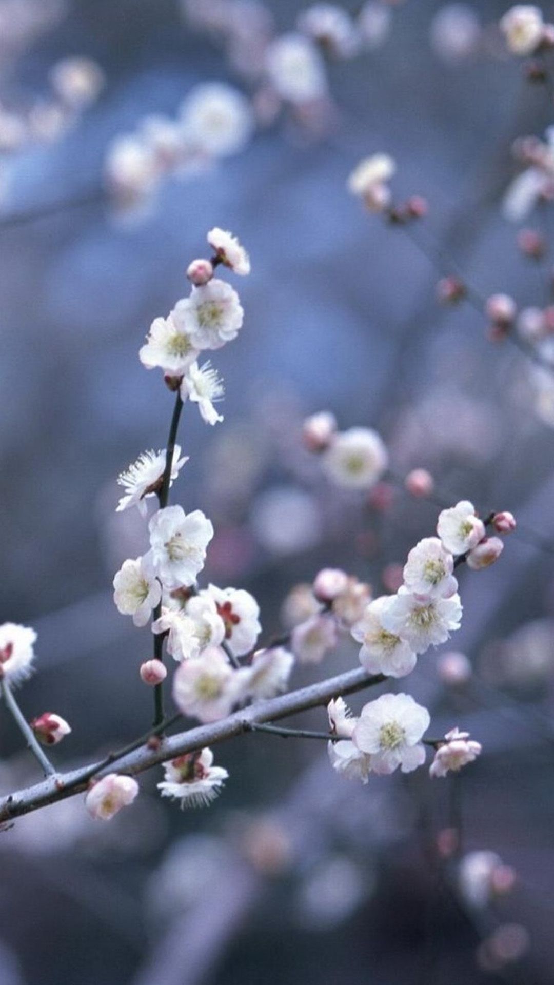 Fiori di ciliegio bianchi, 1080x1920 Full HD Verticale, iPhone Air