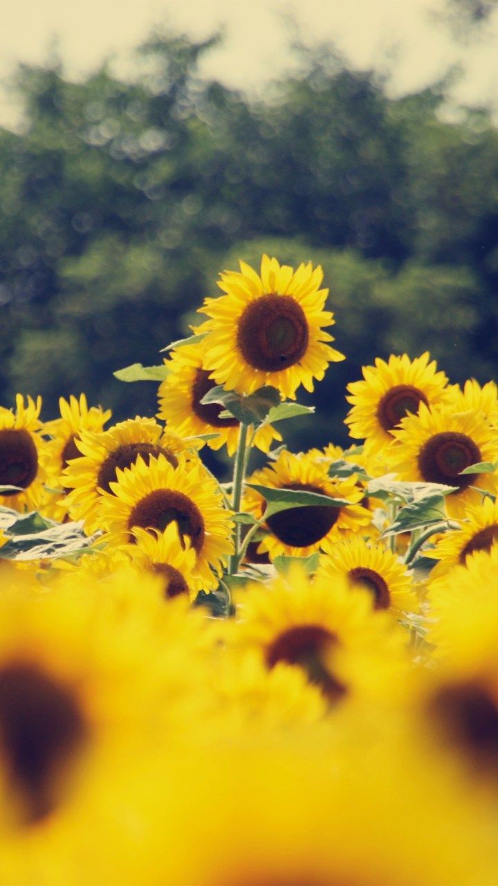 Campo di girasoli gialli, 720x1280 Full HD Verticale, iPhone Pro Max