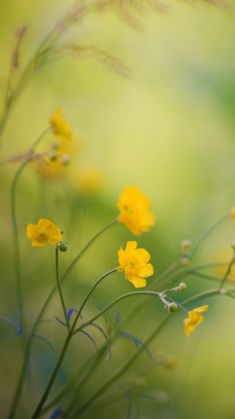 Fiori gialli campo verde, 750x1334 Verticale, iPhone Plus