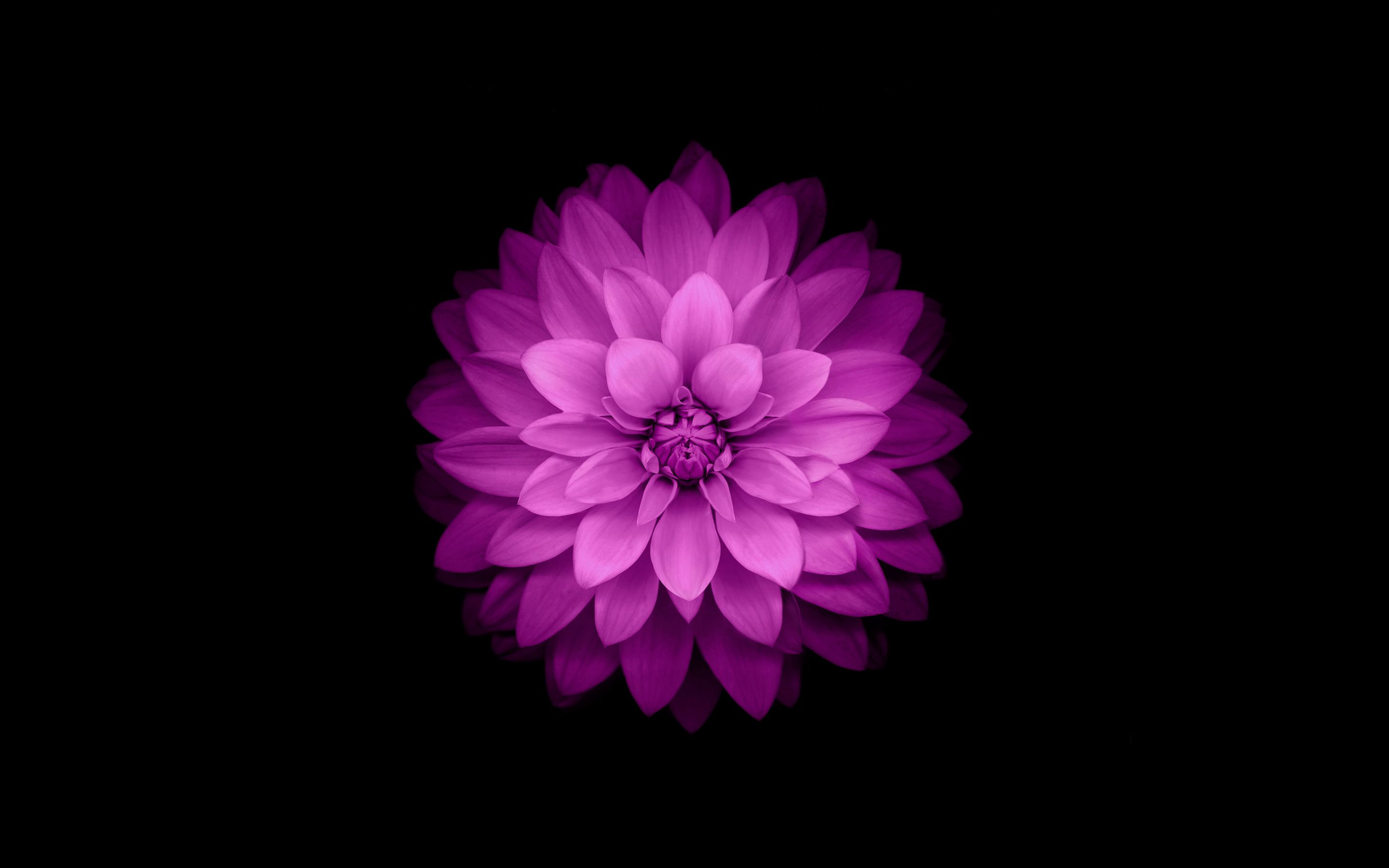 Fiore dalia viola sfondo nero, 2880x1800 2K+, Desktop