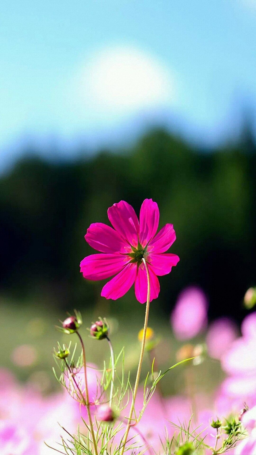 Fiore rosa cosmos campo, 1080x1920 Verticale, iPhone Pro