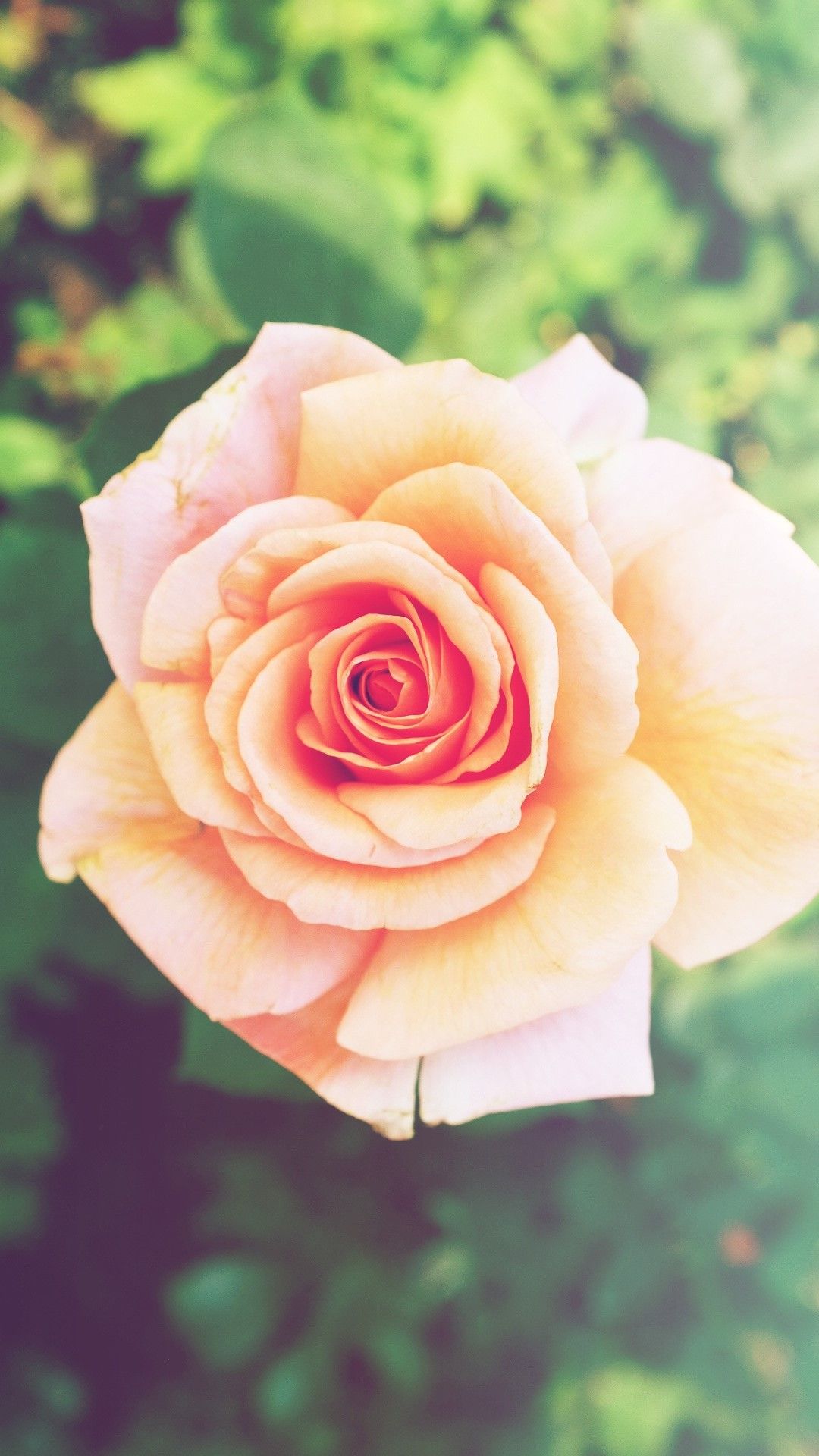 Rosa rosa pastello, 1080x1920 Verticale, iPhone Plus
