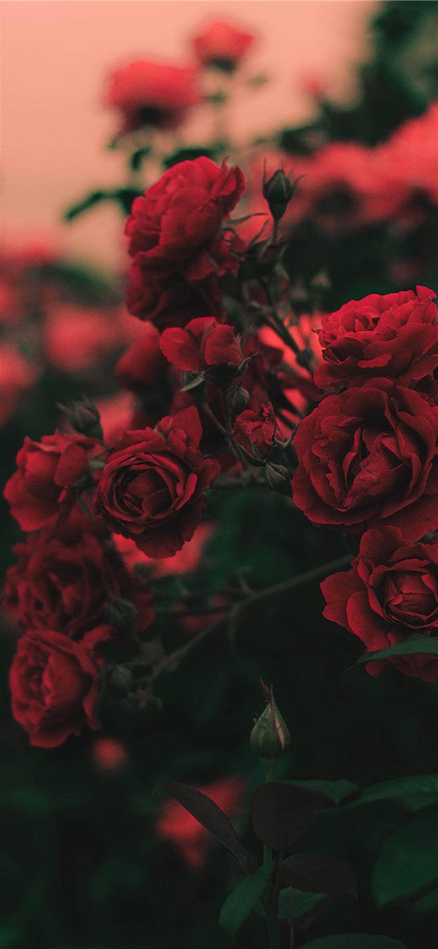 Rose rosse cespuglio, 640x1385 Full HD Verticale, iPhone