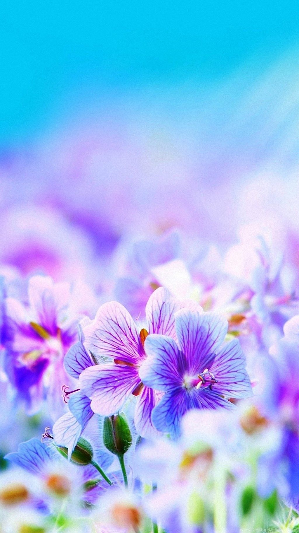 Fiori viola su sfondo azzurro, 1024x1820 Verticale, iPhone Pro Max