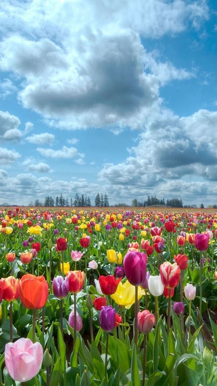 Campo di tulipani colorati, 750x1334 Verticale, iPhone Pro Max