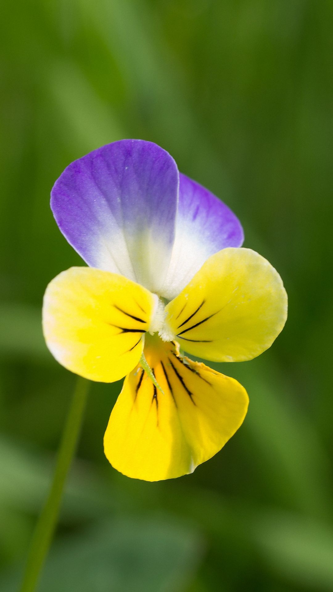 Viola del pensiero viola gialla, 1080x1920 Full HD Verticale, iPhone Air