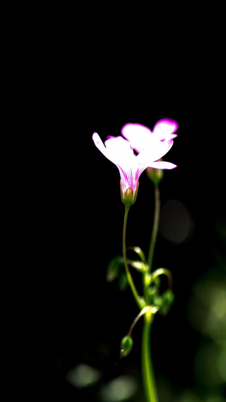 Fiore bianco rosa su nero, 750x1334 Verticale, iPhone