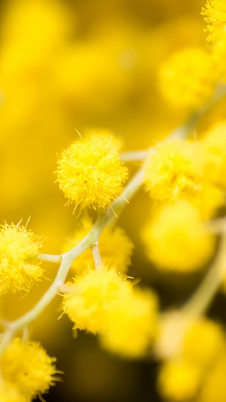 Fiori gialli di mimosa, 750x1334 Full HD Verticale, iPhone Pro Max