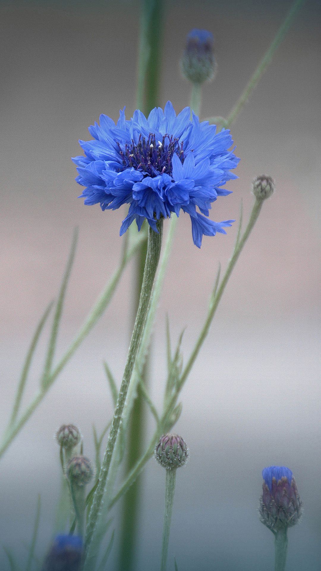 Fiordaliso blu con boccioli, 1080x1920 Verticale, iPhone Air