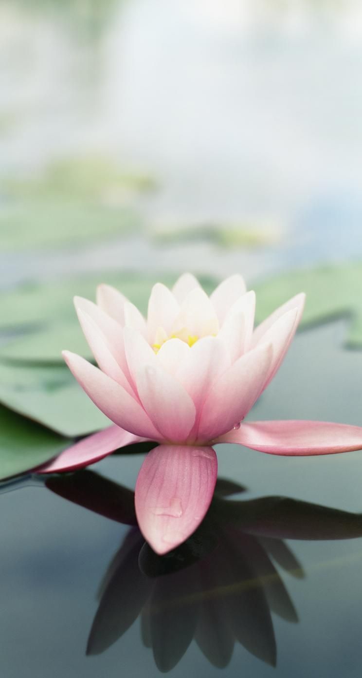 Fiore di loto rosa sull'acqua, 744x1392 Verticale, iPhone Pro
